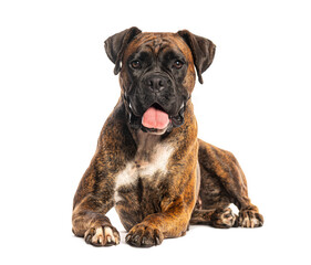 Boxer panting and resting on a white background