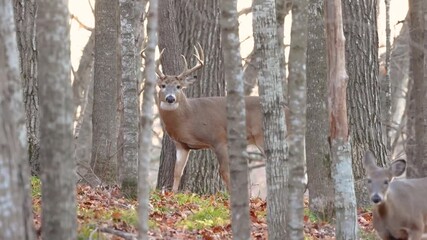 Whitetail buck deer (odocoileus virginianus) walking with a doe in the forest then takes off running during fall rut in Wisconsin