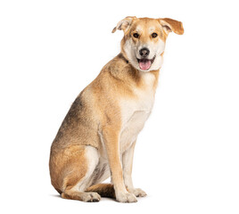 Crossbreed dog sitting and panting on white background