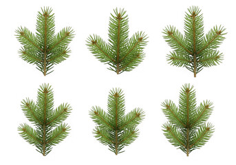 Six green fir tree branches isolated on transparent background