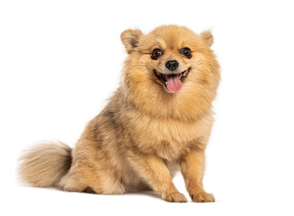 Obraz premium Happy pomeranian dog sitting and panting on white background