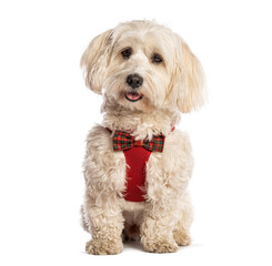 Adorable white dog sitting and wearing red christmas bow tie