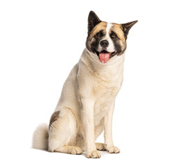 Akita inu dog sitting and panting on white background