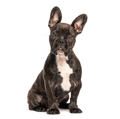 French bulldog puppy sitting and looking forward on white background