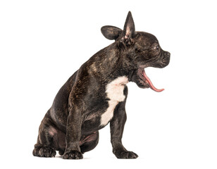 French bulldog yawning and showing tongue on white background