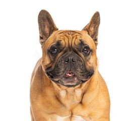 Fototapeta premium French bulldog posing on white background
