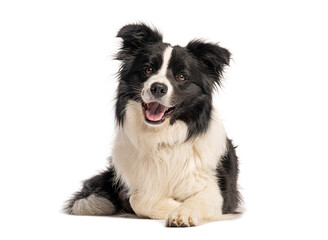 Obraz premium Border collie lying down and panting on white background