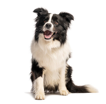 Border collie sitting and panting on white background