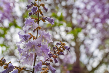 Close-up of blooming Paulownia tomentosa, also known as the empress tree, with delicate lavender trumpet-shaped flowers and fresh green leaves. Soft spring light and gentle bokeh in background