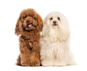 Poodle and maltese sitting together on white background