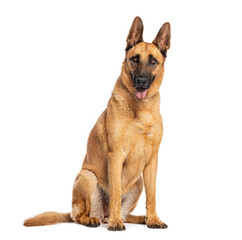 Belgian shepherd dog sitting and panting on white background