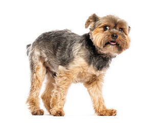 Yorkshire terrier walking and looking curious on white background