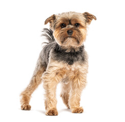 Yorkshire terrier standing on white background