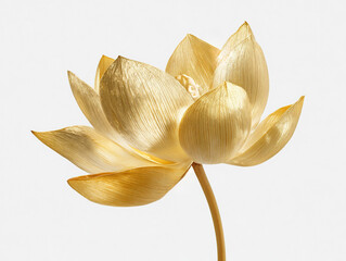 Golden lotus flower with delicate petals shining under soft light