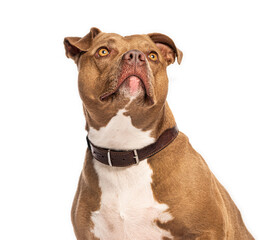 American pit bull terrier looking up with hope and curiosity