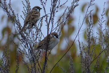 sparrows in the garden 