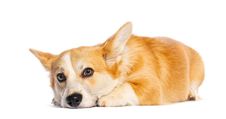 Welsh corgi pembroke lying down and looking at camera