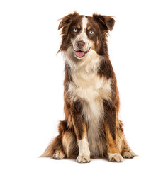 Australian shepherd sitting and panting on white background