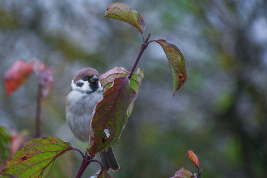 sparrow on the branch - Powered by Adobe
