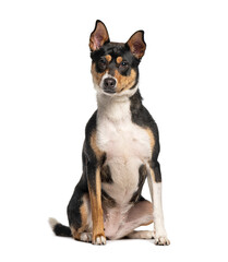 crossbreed dog sitting and looking at camera on white background