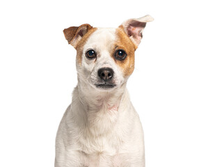 Portrait of adorable crossbreed dog posing on white background