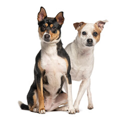 Two dogs posing together on white background