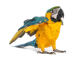 Young blue and yellow macaw stretching its wings on white background