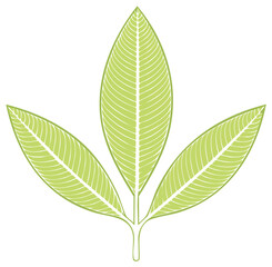 Minimalist botanical illustration of a three-leaf sprig with detailed line art veins