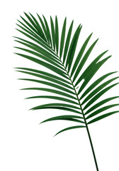 Pristine emerald green Areca palm frond with elongated leaflets gracefully curving, isolated on a transparent background with copy space, soft studio light, concept of tropical botanical beauty