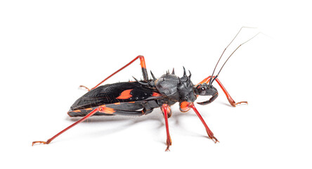 Psyttala horrida assassin bug walking on white background