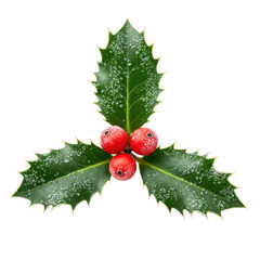 A single vibrant dark green holly sprig with three spiky frosted leaves and glossy red berries, isolated on a transparent background with copy space. Christmas holiday concept