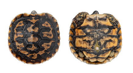 Baby pancake tortoise dorsal and ventral view
