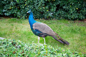 Obraz premium Peacock (Latin Pavo) walking on the grass against a background of greenery on a clear sunny day. Birds, ornithology, ecology.