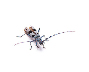 Alpine longhorn beetle rosalia longicorn insect on white background