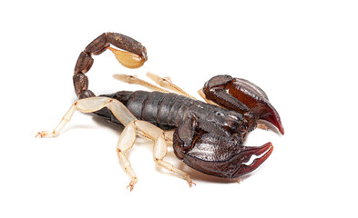 European yellow tailed scorpion on white background