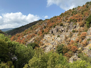 Drought affecting trees in the cevennes mountains, lozere, occitania, france