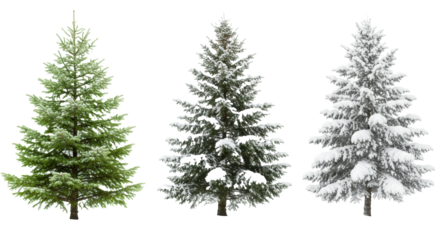 Three distinct evergreen spruce trees with varying winter snow coverage, from sparse frost to heavily blanketed, isolated against a seamless transparent background, extensive copy space for a clean