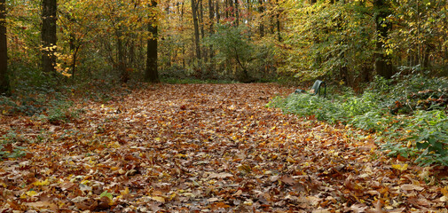 autumn season in the forest