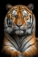 Fototapeta premium a tiger on a black background