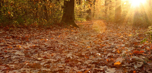 Autumn forest in the rays of the setting sun