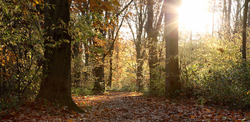 sun rays in the autumn forest