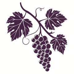 grapes vector illustration