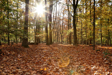 autumn in the forest and sun rays