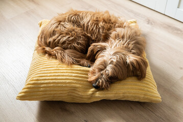 Adorable fluffy dog sleeping curled up on a yellow cushion on wooden floor. Cozy domestic scene conveying comfort, relaxation, pet lifestyle and peaceful home living.