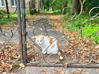 a street cat on a walk