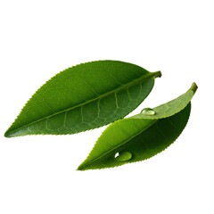 Obraz premium Macro photo of two vibrant emerald green matcha tea leaves, one flat, one curled with glistening dewdrop, on transparent. Concept of natural freshness and botanical beauty