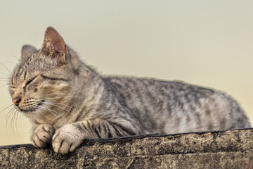 Cute tabby cat lying on the wall 