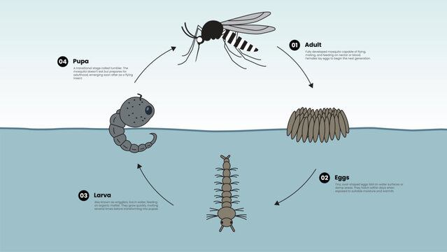 Modern mosquito life cycle infographic illustration showing complete transformation in 4 stages of egg, larva, pupa, and adult. Clean vector diagram design of Aedes mosquito development.