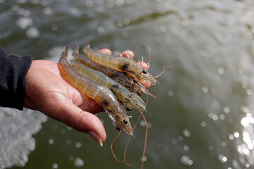 Fresh, raw Pacific white shrimp (Litopenaeus vannamei) in hand at an aquaculture farm.