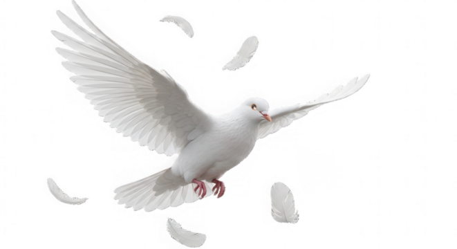 A beautiful white dove in flight with feathers falling around it symbolizing peace and freedom isolated on transparent background